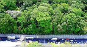 O Bosque tem 150 mil metros quadrados de vegetação nativa da Amazônia, com cerca de 10 mil árvores.