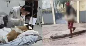 Leis brasileiras protegem animais e aumentam a pena para quem comete maus-tratos contra cães e gatos.