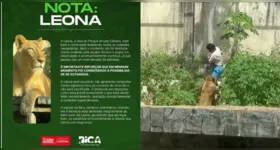 Leoa do Parque Arruda Câmara segue sob monitoramento da equipe.