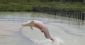 Descubra como a IA está revolucionando a aquicultura no Brasil, estudando o pirarucu e melhorando a reprodução e manejo de espécies nativas.
