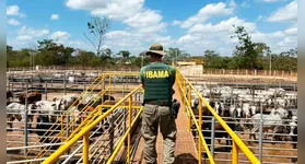 No Pará, 20 propriedades rurais nos municípios de São Félix do Xingu, Pacajá e Rondon, cidades líderes em desmatamento, foram fiscalizadas.
