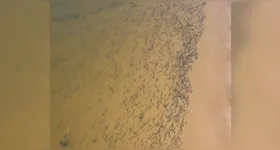 A gravação foi feita pelo pescador Weder Oliveira, responsável pelo perfil PescaViúva