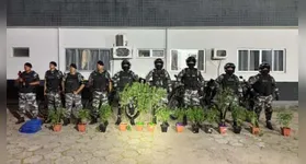 Policiais da Rotam exibem os pés de maconha