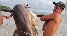 Pescadores da Baía do Marajó capturam impressionante filhote de piraíba