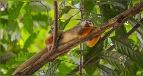 A partir do próximo sábado, o Parque Zoobotânico estará pronto para receber os visitantes das 9h até às 17 horas, com entrada até 16h.