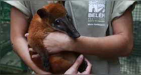 O novo morador se tornou o xodó do público.