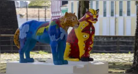 Onças-pintadas vão colorir Belém.