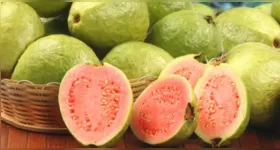 A molécula da goiaba e seu impacto na oncologia