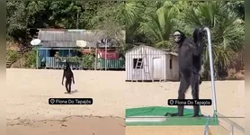 Macaco-aranha passeando pela faixa de areia da Flona Tapajós, em Belterra, no Pará