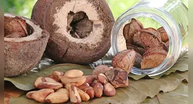 Descubra como a castanha-do-pará se transforma em proteína vegetal inovadora, unindo tradição e tecnologia para fortalecer a biodiversidade amazônica.