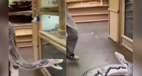 Cobra gigante quase dá bote em cuidador.