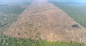 A ligação direta estabelecida entre desmatamento, aquecimento local e mortalidade oferece um novo argumento científico para a preservação das florestas tropicais.