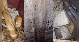 As condições do estabelecimento foram consideradas gravíssimas pela vigilância sanitária