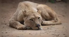 O caso ocorreu no zoológico do parque Arruda Câmara, conhecido como Bica, em João Pessoa (PB).