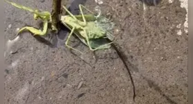 Durante semanas ou meses, o organismo parasitário cresce no interior do abdômen do predador, alimentando-se dos nutrientes disponíveis e atingindo proporções consideráveis em relação ao tamanho do hospedeiro.