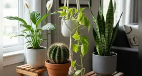 A baixa demanda hídrica reduz drasticamente os erros de cultivo, especialmente o excesso de irrigação que mata muitas plantas domésticas.