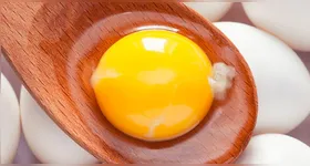 Fio branco visível na gema é a chalaza, estrutura natural e rica em proteínas, que indica frescor no ovo.