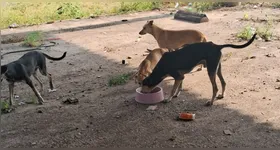 A denúncia foi feita por moradores da rua 6 de outubro, que afirmaram que os animais estariam tendo seus cuidados negligenciados por uma empresa particular que os mantém no local.
