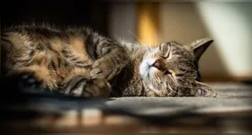 Os gatos mantêm uma rotina de sono que desperta curiosidade em humanos.