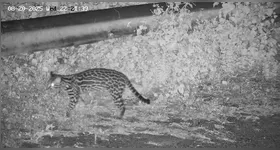 Jaguatirica registrada na Área de Preservação Permanente da Usina Belo Monte demonstra a presença contínua da fauna amazônica e a importância do monitoramento ambiental.