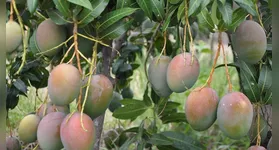 Imagem ilustrativa da notícia Adolescente esfaqueia criança por pegar manga de árvore