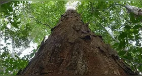 Pau-brasil em área de mata nativa: árvore símbolo do país segue no centro dos esforços globais de conservação