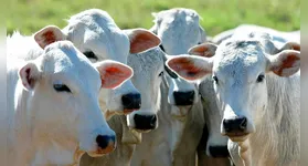 Com a introdução de matrizes da raça nelore e a aplicação de técnicas de manejo e nutrição orientadas pelos técnicos da Emater, a expectativa é de aumentar a produtividade e a qualidade da carne produzida.