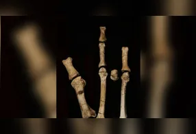 Pé misterioso de 3,4 milhões de anos é ligado a nova espécie ancestral