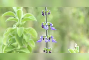 Plantas que elevam o humor e transformam o ambiente