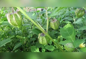 Elementos da natureza ajudam a revigorar as vibrações da casa, atraindo mais positividade