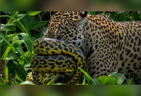 Sucuri e Onça: Um Encontro Raro no Pantanal