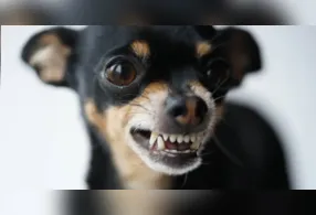 Raças pequenas são conhecidas pelo temperamento mais reativo, mas comportamento pode estar ligado à criação, insegurança e falta de socialização, segundo especialistas.