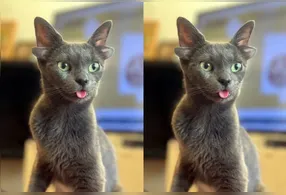 Midas nasceu com quatro aurículas, todas conectadas ao canal auditivo, o que permite que ela ouça pelos quatro órgãos.