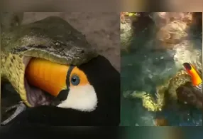 O registro foi feito por um visitante que presenciou o momento em que a serpente envolve o tucano e o arrasta para dentro da água.