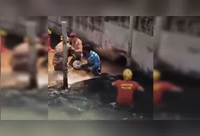 Segundo o CBMGO, por conta do animal e da dificuldade de retirá-la do local, foi necessário a ajuda de populares.