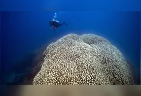 Estrutura monumental de Pavona clavus revela séculos de crescimento e reforça preocupações sobre o aquecimento dos oceanos.