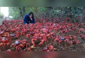 O principal objetivo da migração dos caranguejos vermelhos está ligado à reprodução.