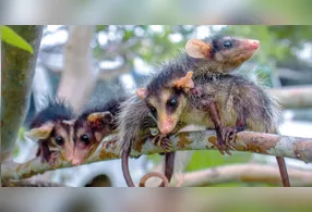 Também chamado de mucura no Norte, o gambá tem vários apelidos pelo Brasil. De Cassaco a Raposinha, esses nomes refletem a diversidade cultural do país.