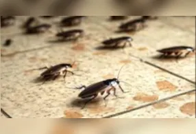 Infestação de baratas em casa pode ser sinal de desequilíbrio ambiental.