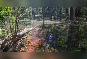 Segundo os pesquisadores, pegadas foram mantidas intactas graças ao soterramento em antigos canais fluviais da região.