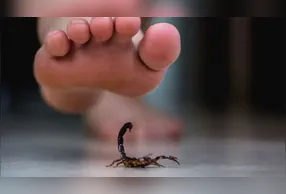 Dicas são úteis nesse período em que aumentou presença de escorpiões