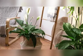 Segundo a especialista, o lírio-da-paz destaca-se por suas características purificadoras.