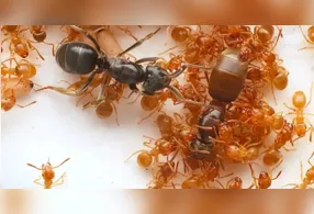 Conforme observado, as operárias atacaram suas próprias rainhas.