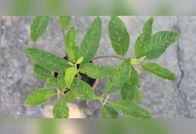 Fácil de cuidar e com eficácia comprovada, a planta oferece alternativa natural para aliviar dores musculares e articulares.