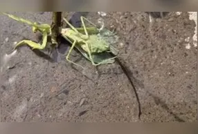 Durante semanas ou meses, o organismo parasitário cresce no interior do abdômen do predador, alimentando-se dos nutrientes disponíveis e atingindo proporções consideráveis em relação ao tamanho do hospedeiro.