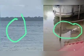 Imagens do possível tubarão em Cametá e Mocajuba