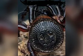 Aranha biscoito oreo, uma espécie fascinante da China
