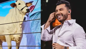 Imagem ilustrativa da imagem Murillo Huff paga R$ 13,5 milhões por vaca mais cara do mundo