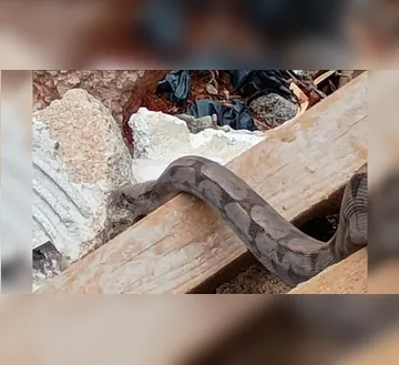 Imagem ilustrativa da imagem Vídeo: cobra é encontrada em entulho durante limpeza de terreno