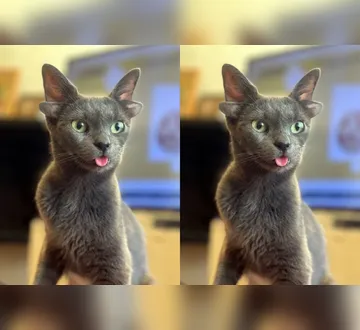 Imagem ilustrativa da imagem Gata com mutação rara conquista a web e inspira adoções
